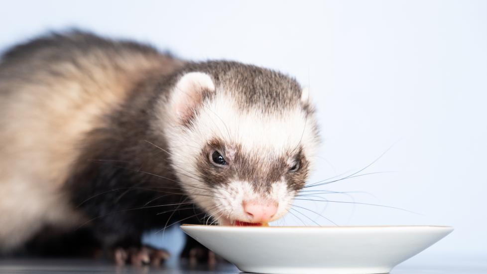 Ferret eating off dish